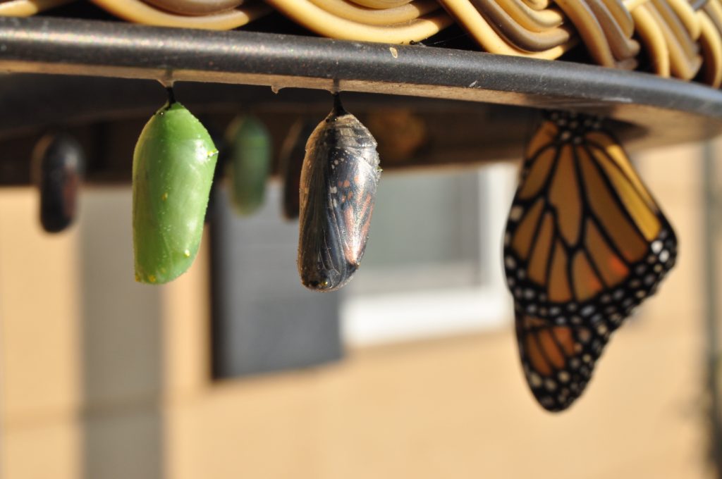 emerging butterfly and two pupae